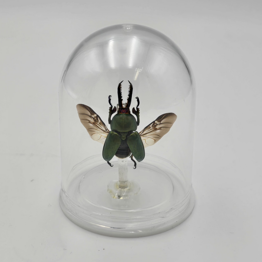 Green Stag Beetle Mini Bell Jar