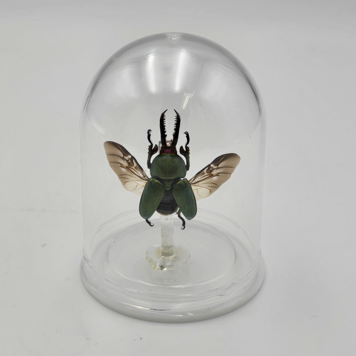 Green Stag Beetle Mini Bell Jar