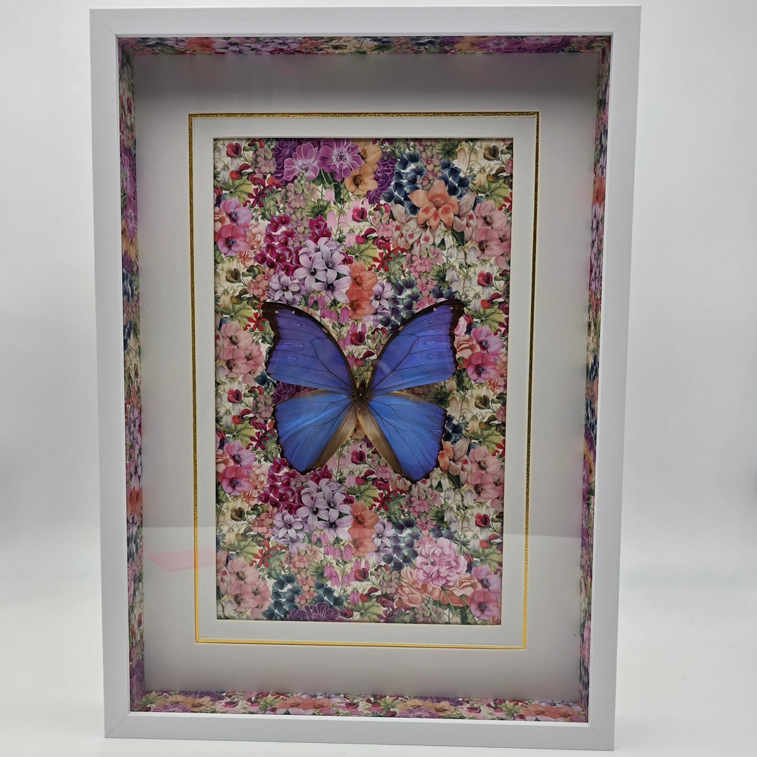 Large Blue Morpho Frame