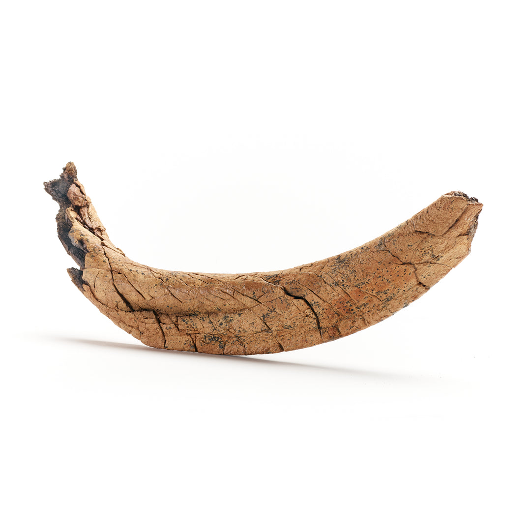 Triceratops Rib Fossil