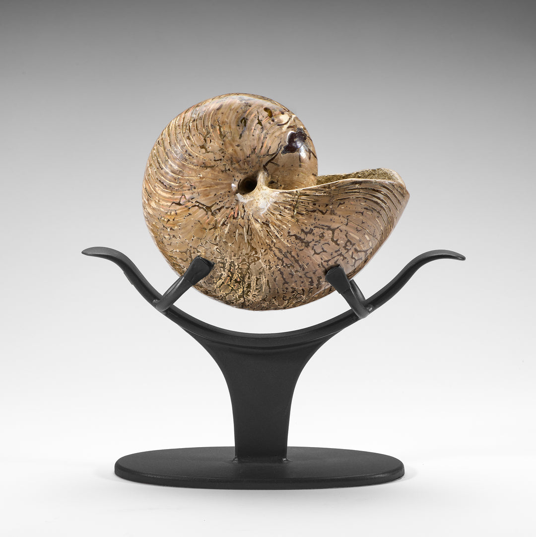 Polished Nautiloid on Stand- Madagascar