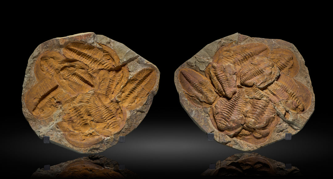 Cambropallas Trilobite Cluster Positive/Negative, Morocco