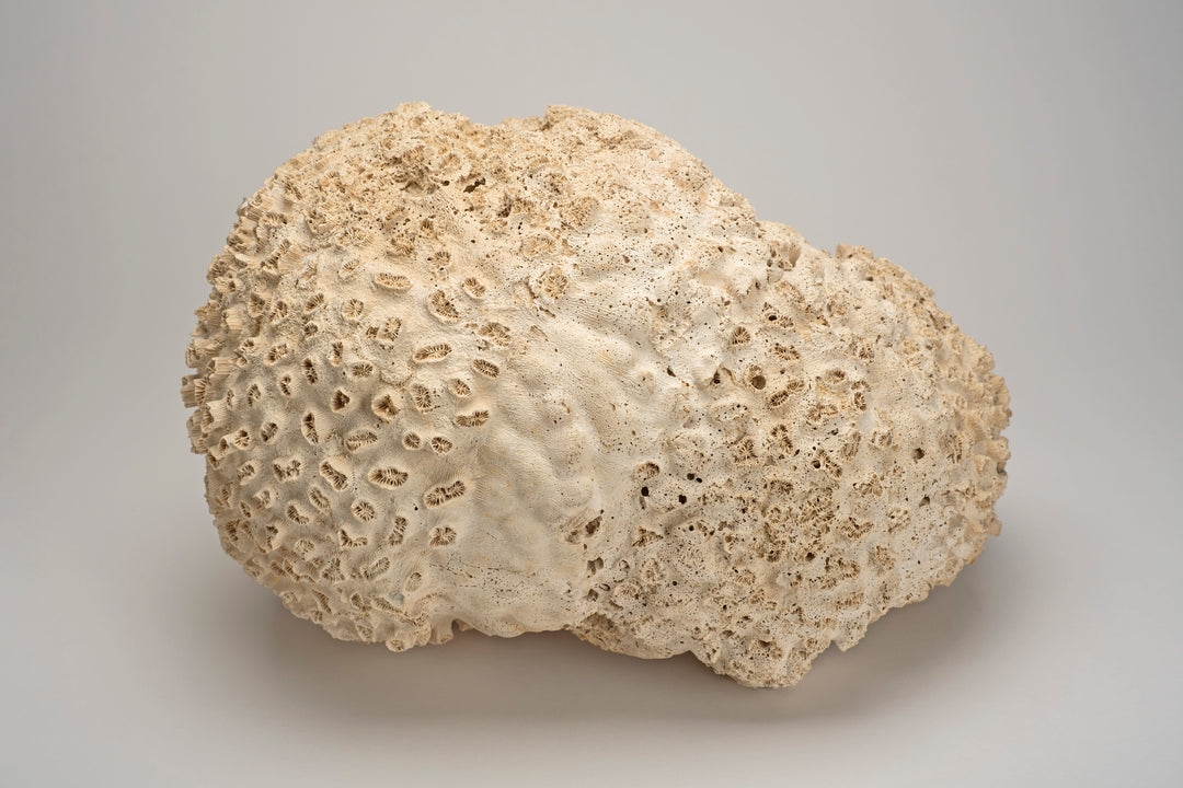Siderastrea Coral Fossil, Florida