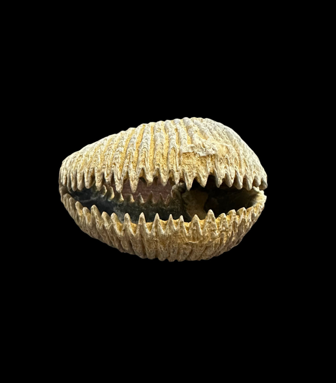 Alectryonia, Prepped Oyster Fossils