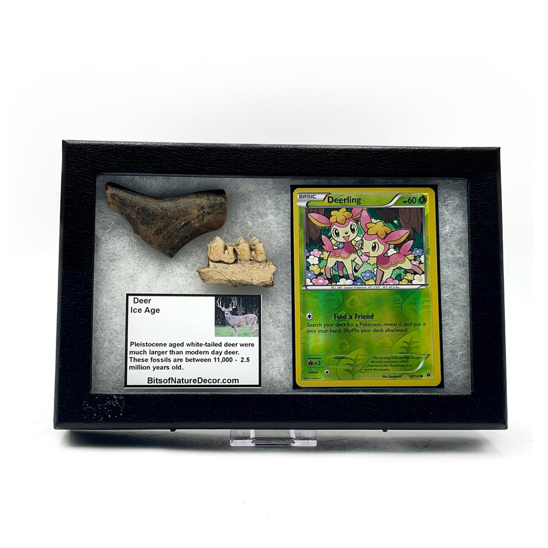 *FINAL SALE*  Deer Fossil Pokémon Collector Box- Deerling
