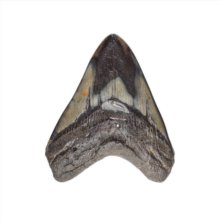 Collectors Megalodon Tooth