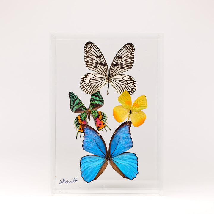 Preserved Butterfly Acrylic Shadowbox- 8X12 Inches