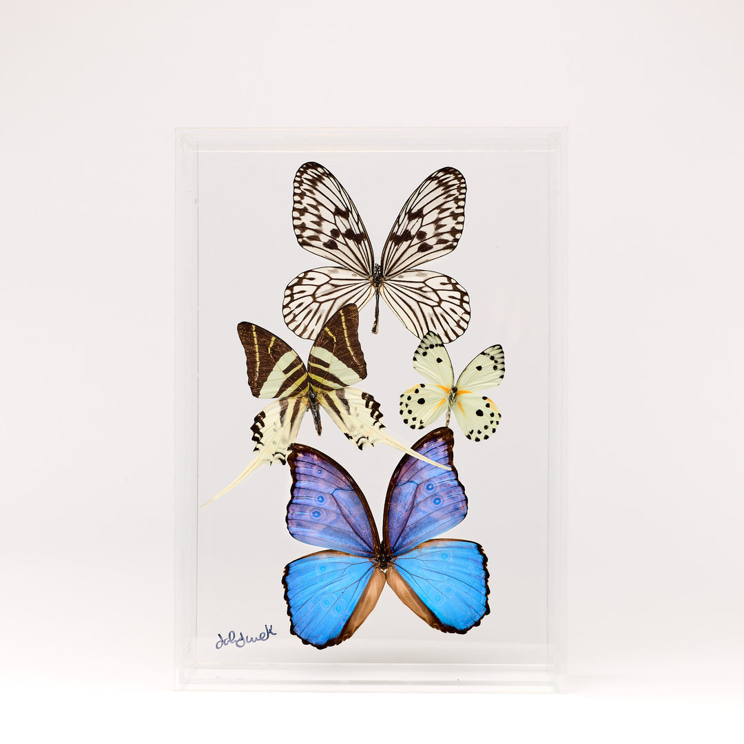 Preserved Butterfly Acrylic Shadowbox- 8X12 Inches