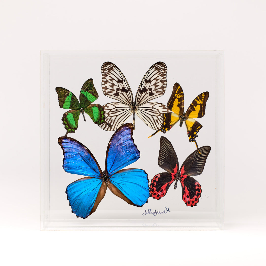 Preserved Butterfly Acrylic Shadowbox- 10X10 Inches