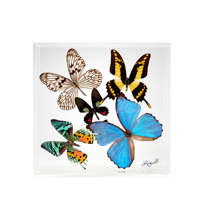 Preserved Butterfly Acrylic Shadowbox- 10X10 Inches