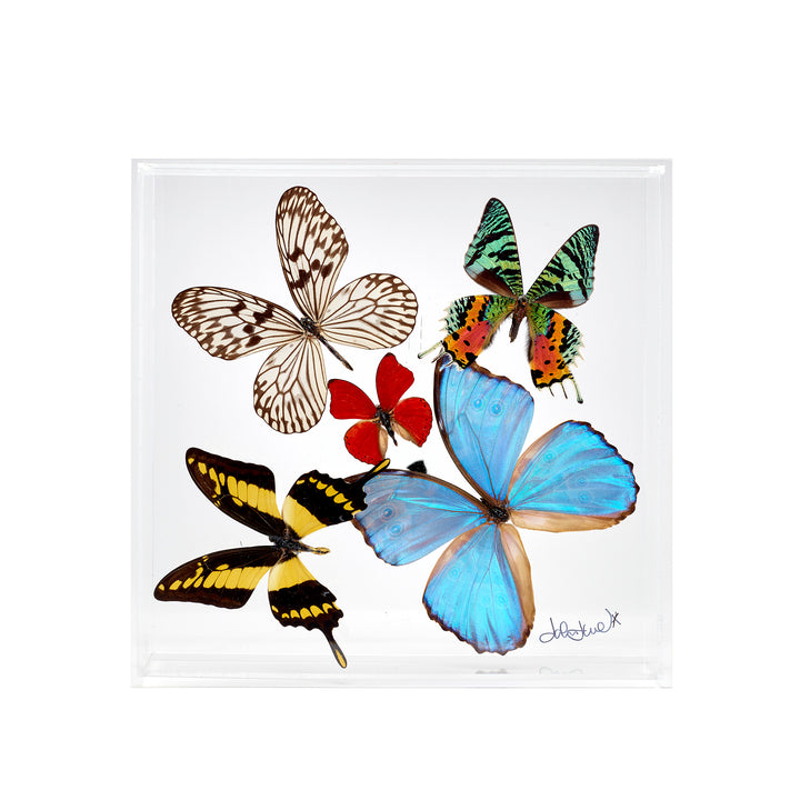 Preserved Butterfly Acrylic Shadowbox- 10X10 Inches