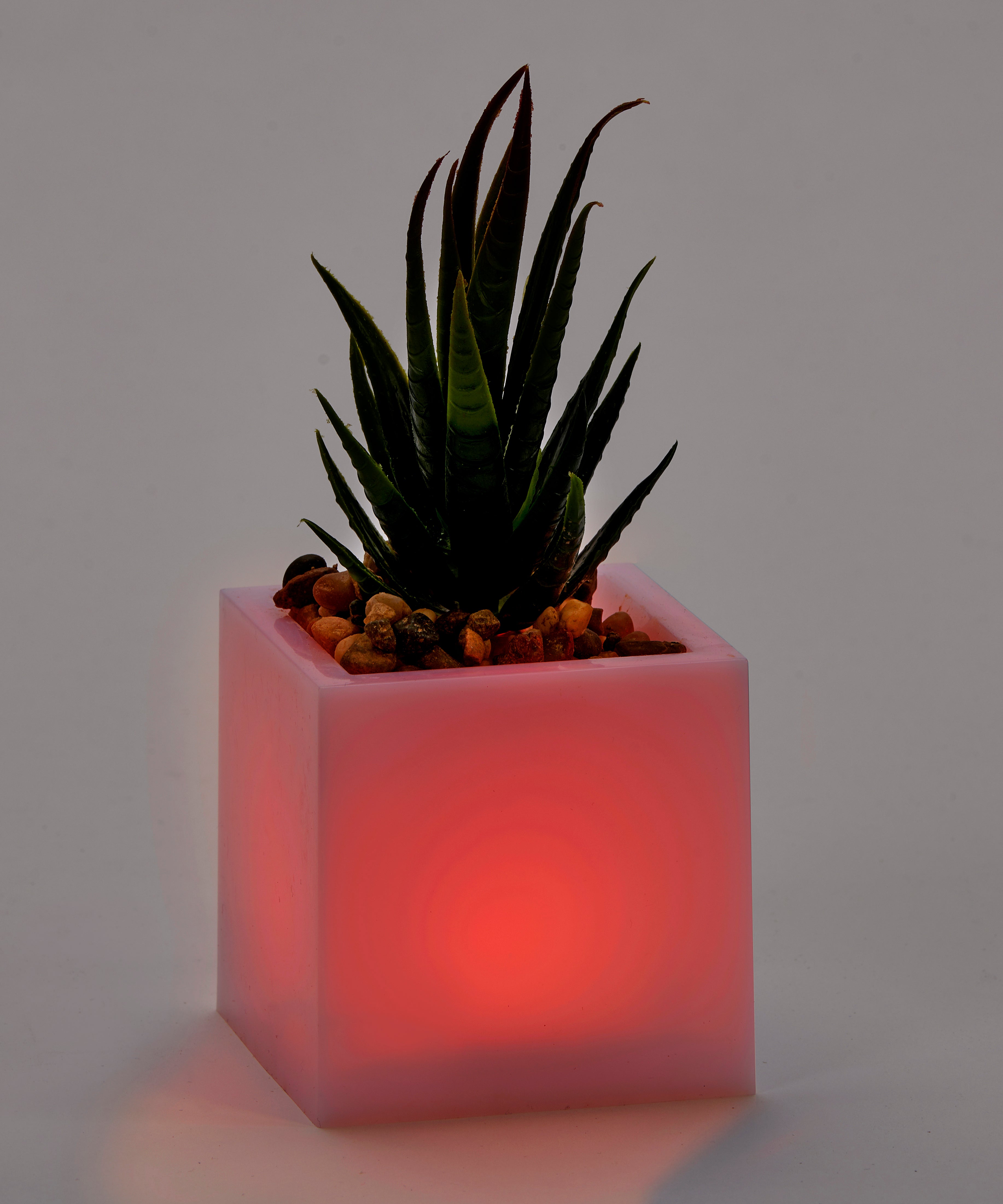 Light-Up Succulent with Color Changing LED