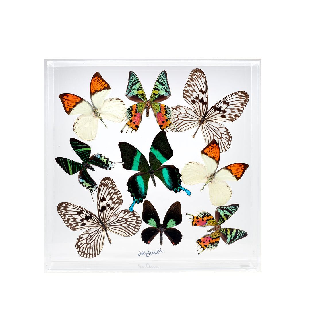 Preserved Butterfly Acrylic Shadowbox- 12X12 Inches