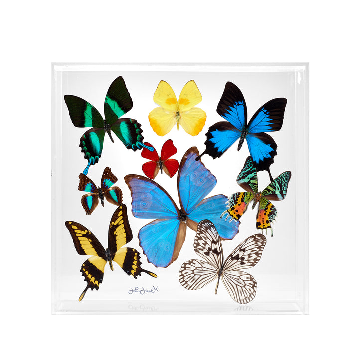 Preserved Butterfly Acrylic Shadowbox- 12X12 Inches