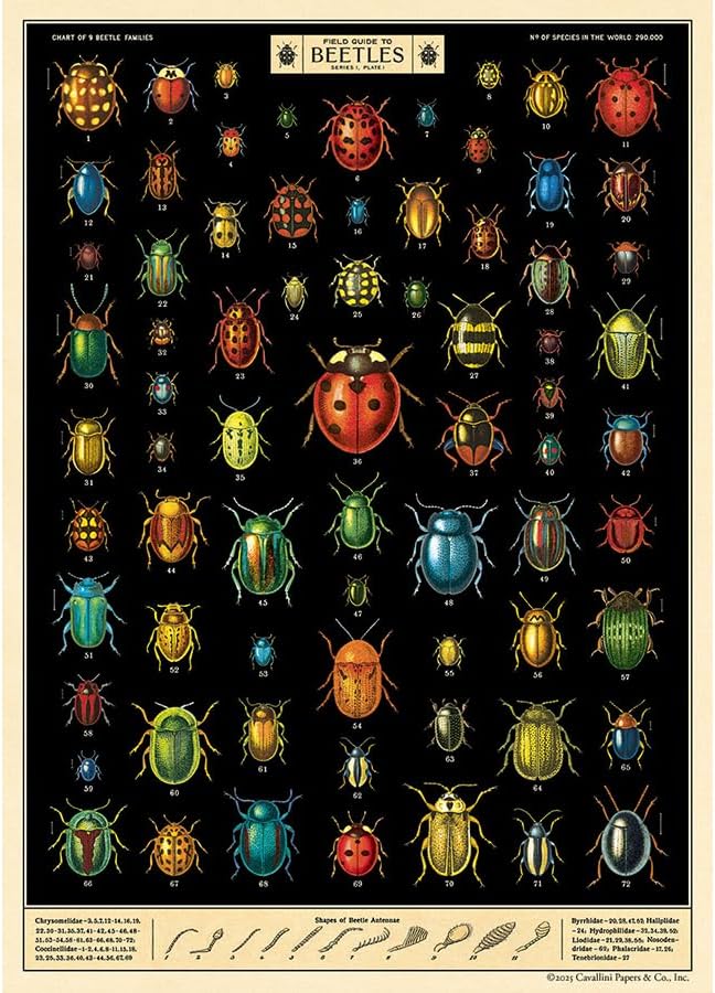 Field Guide to Beetles Vintage Poster