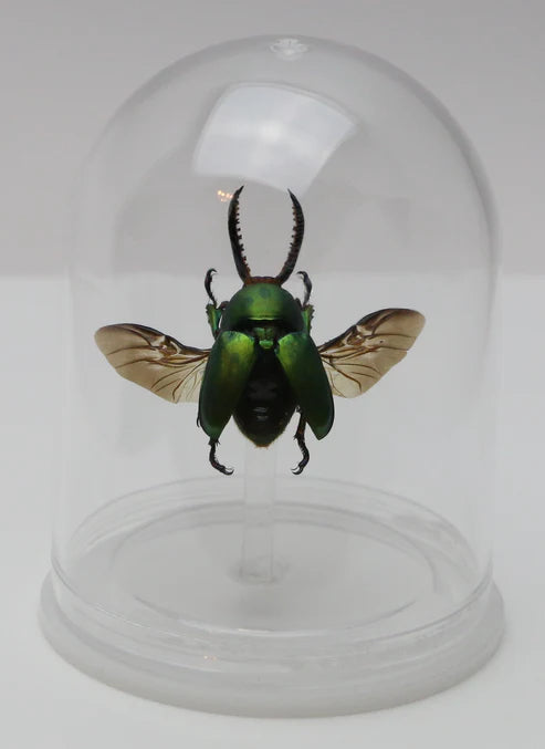 Green Stag Beetle Mini Bell Jar