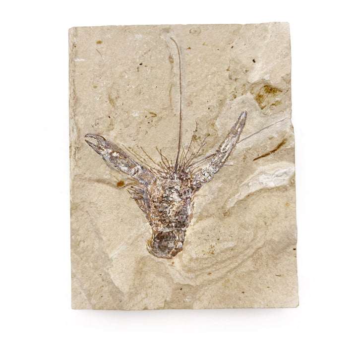 Shrimp (Homarus) Fossil