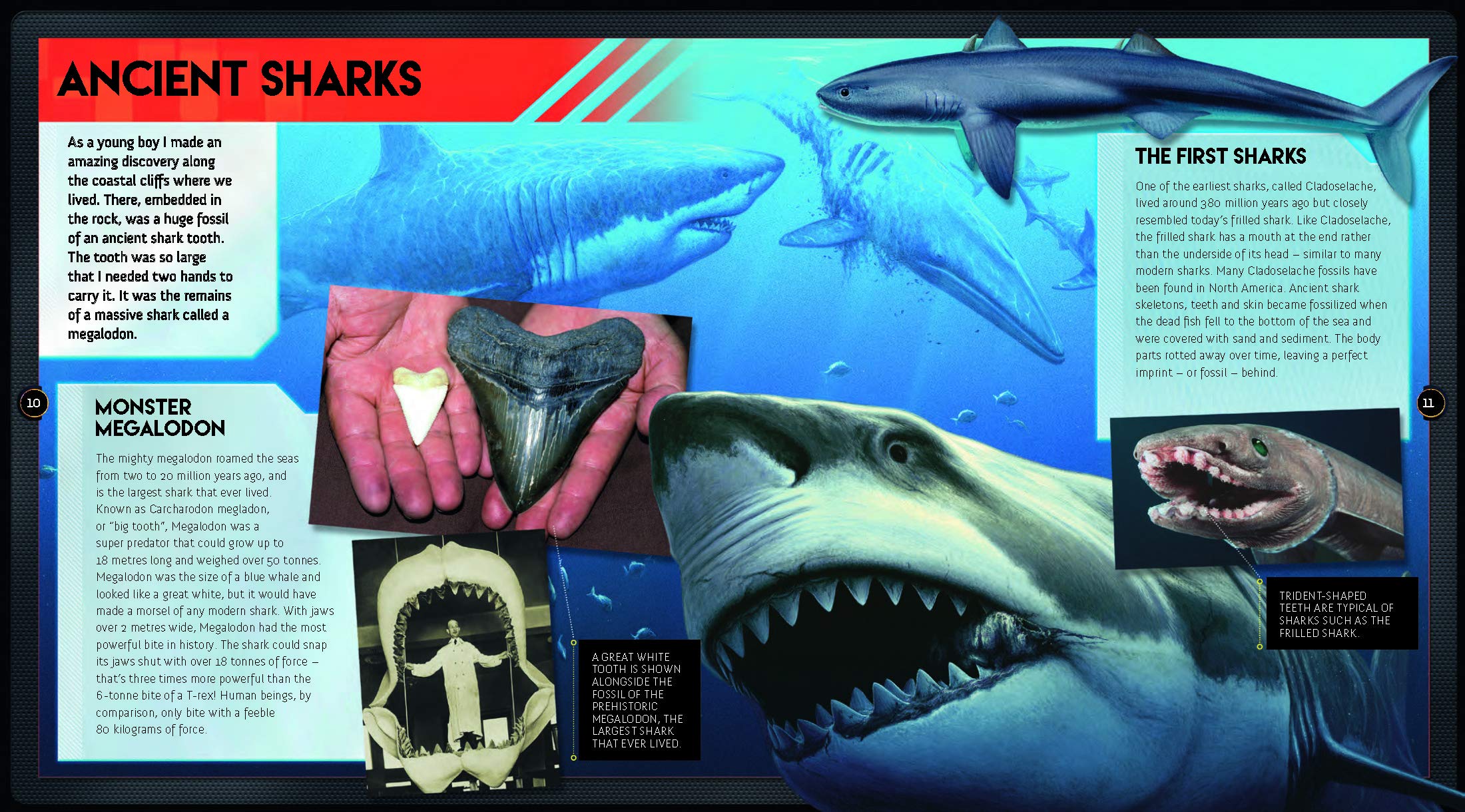 Sharks: Get up Close to Natures Fiercest Predators