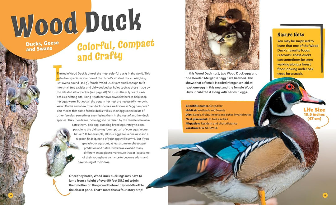 Birds Life Size: Up Close and Personal with 47 Bird Species