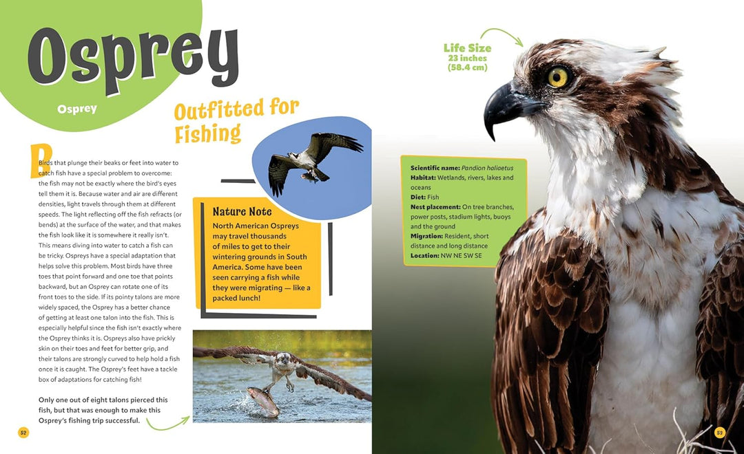 Birds Life Size: Up Close and Personal with 47 Bird Species