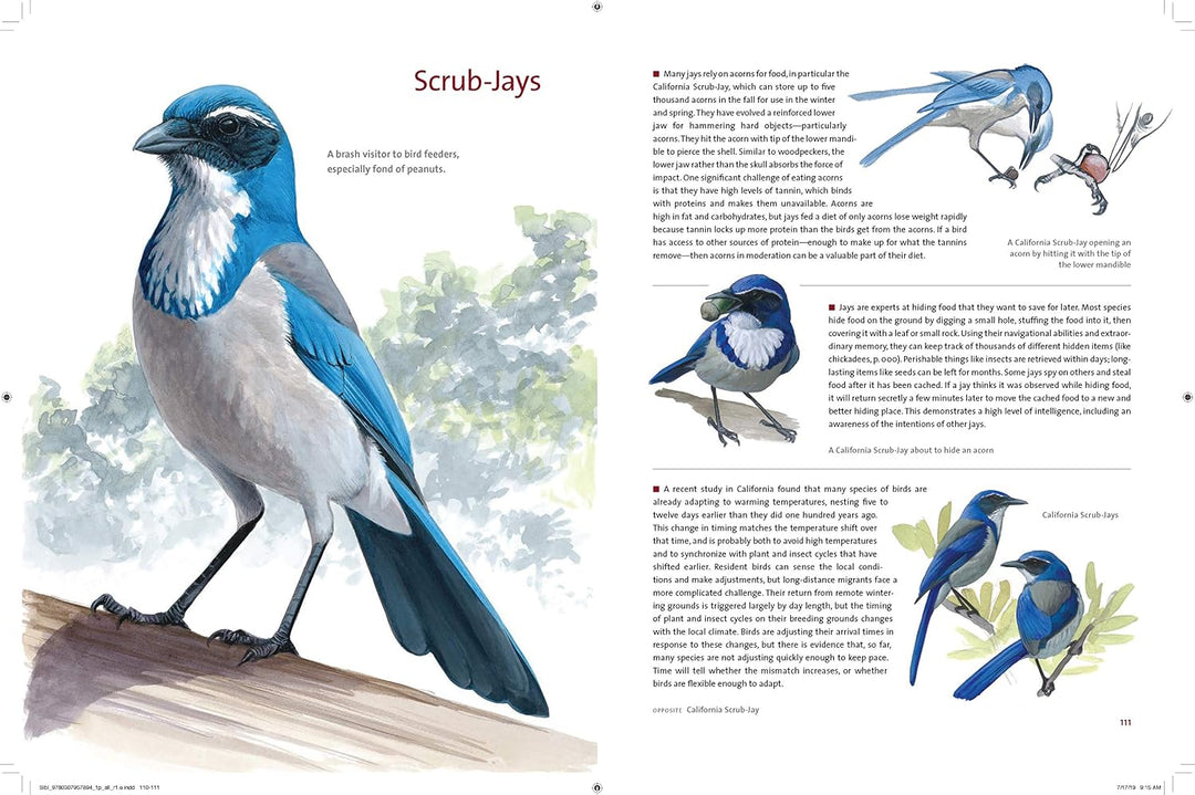 What It's Like to Be a Bird: From Flying to Nesting, Eating to Singing--What Birds Are Doing, and Why