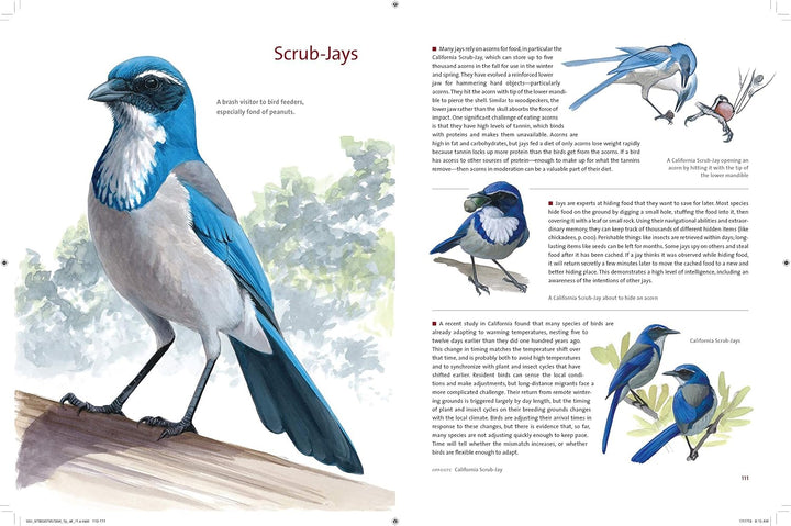 What It's Like to Be a Bird: From Flying to Nesting, Eating to Singing--What Birds Are Doing, and Why