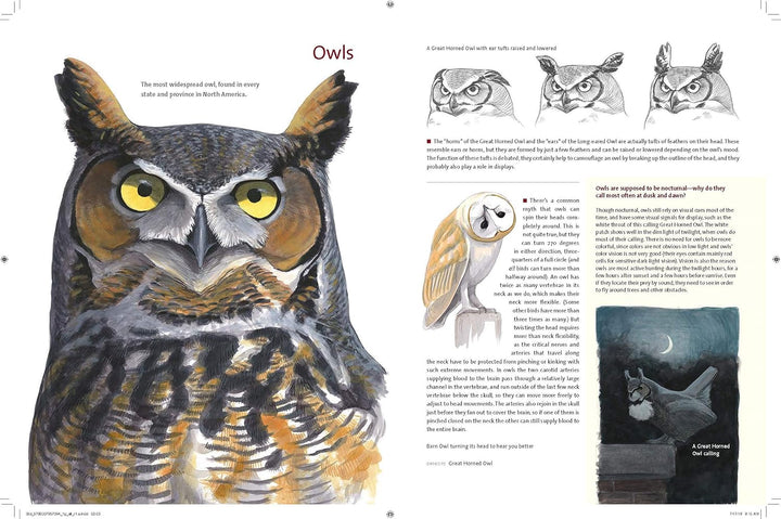 What It's Like to Be a Bird: From Flying to Nesting, Eating to Singing--What Birds Are Doing, and Why