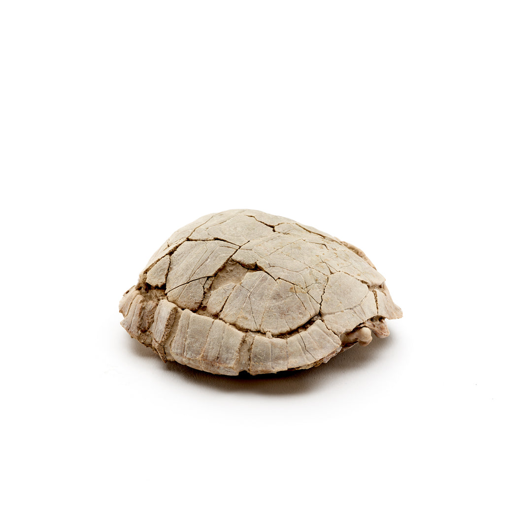 Pillar Tortoise Fossil, Stylemys nebrascensis