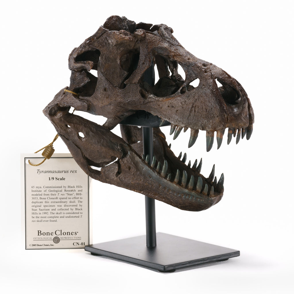 Pachycephalosaurus wyomingensis Skull – Lance Fm Specimen – Display Replica  – Black Hills Institute