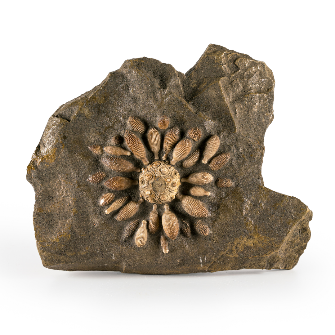 Club Urchin Fossil