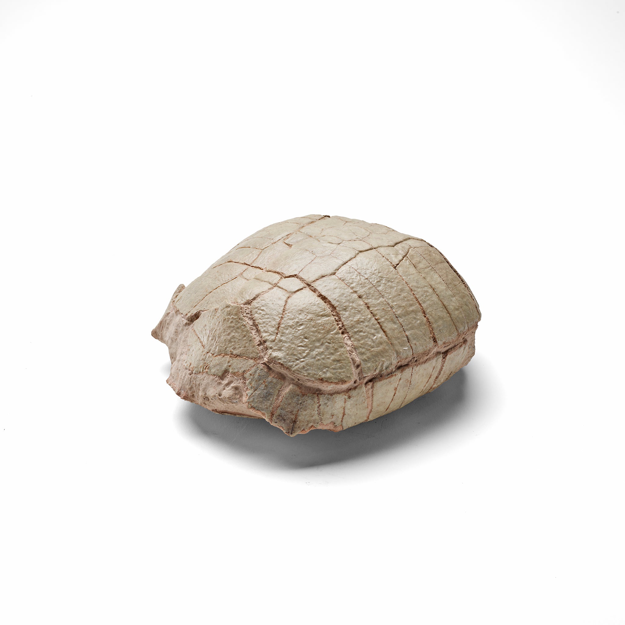 Tortoise Shell Fossil
