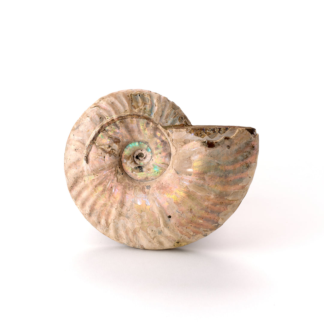 Opalescent Ammonite