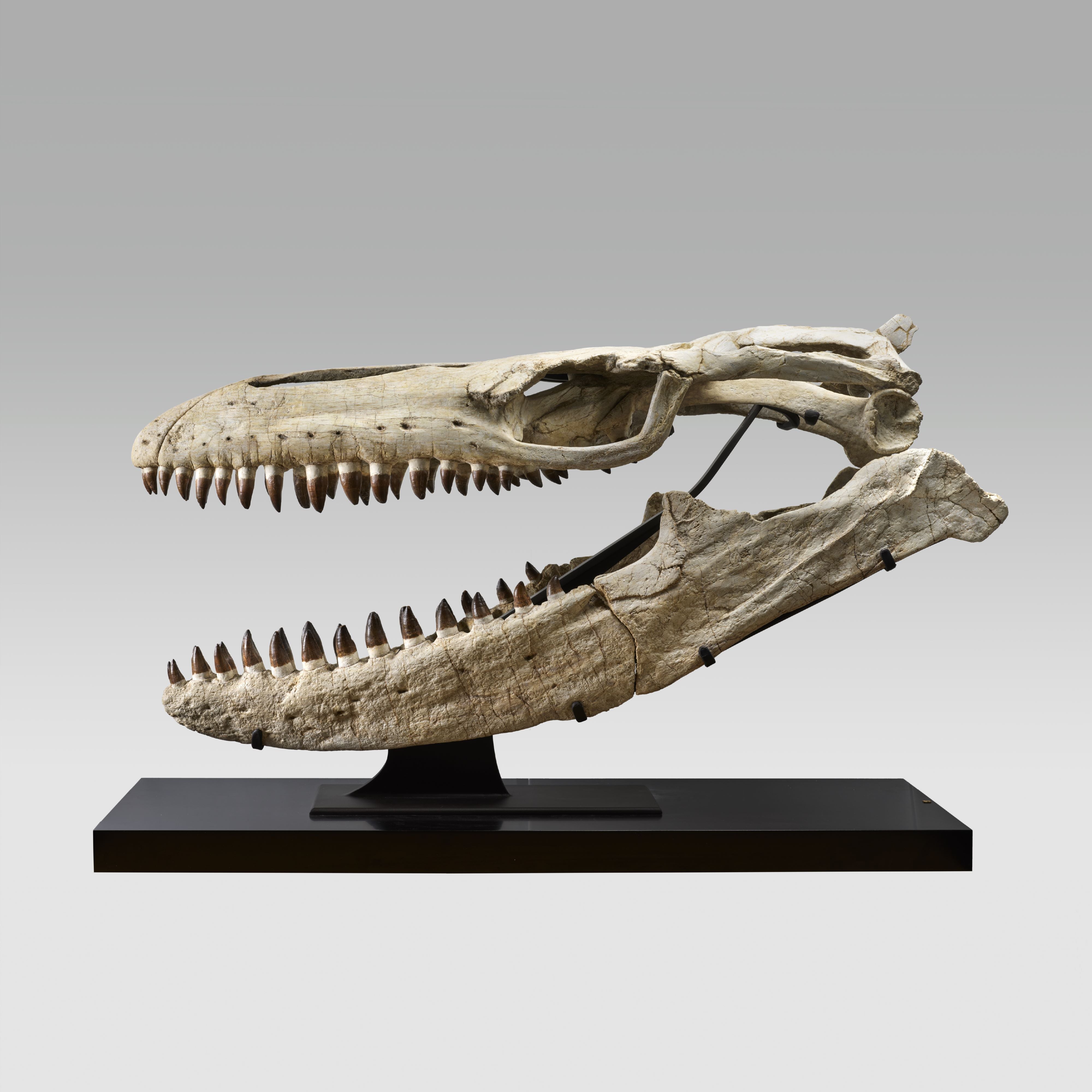 Mosasaurus Skull Fossil