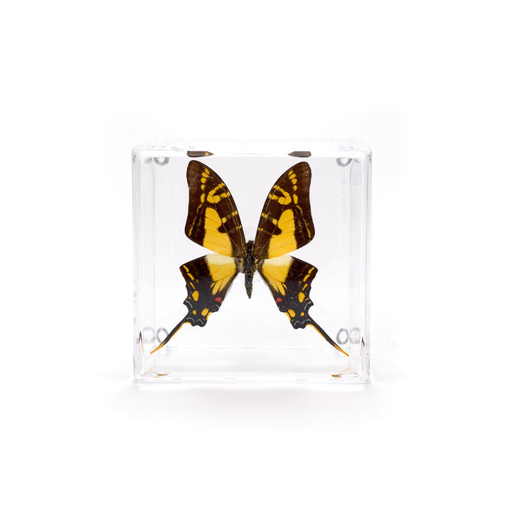 Preserved Butterfly Acrylic Shadowbox- 4X4