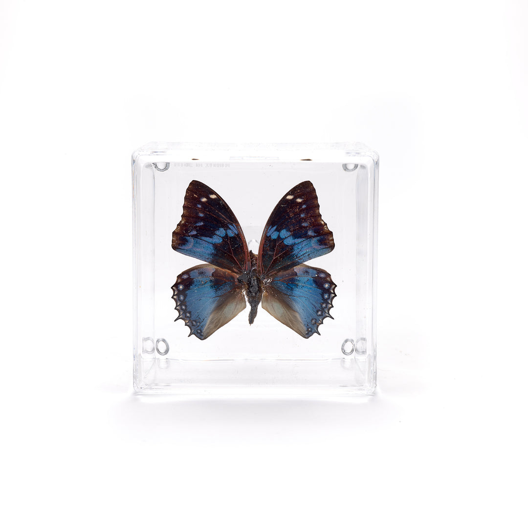 Preserved Butterfly Acrylic Shadowbox- 4X4