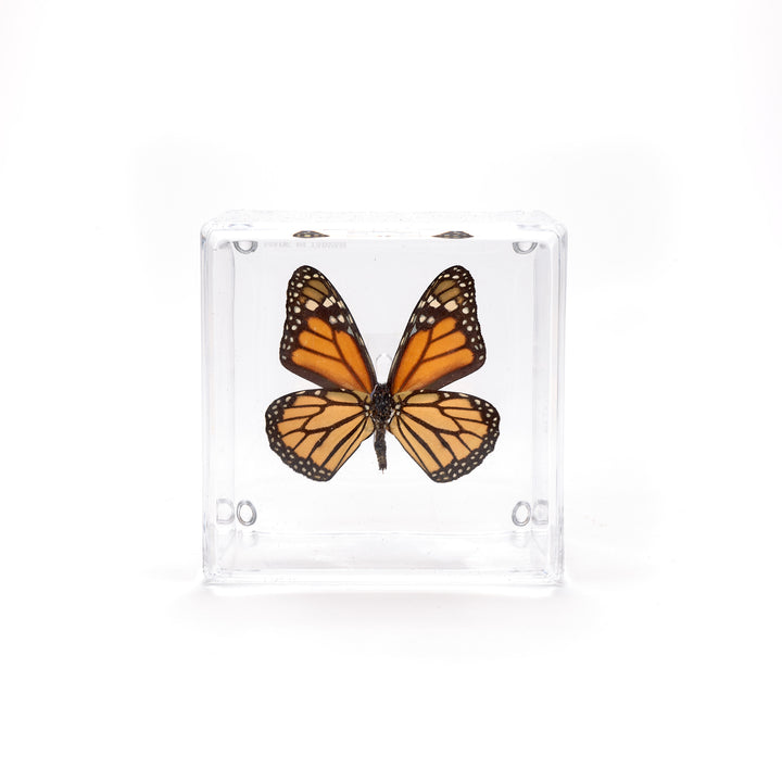 Preserved Butterfly Acrylic Shadowbox- 4X4