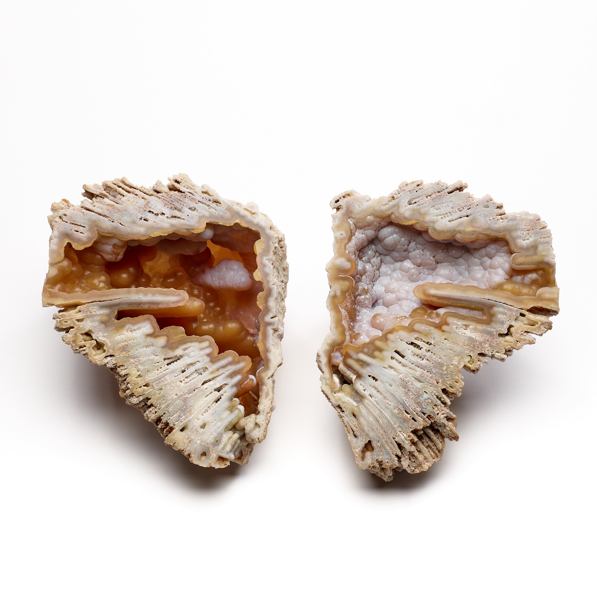 Fossil Coral Pair