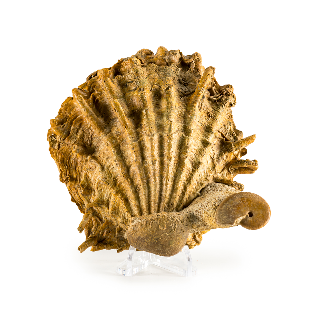 Pecten Fossil