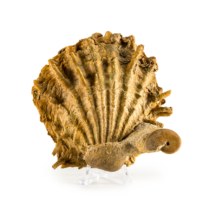 Pecten Fossil