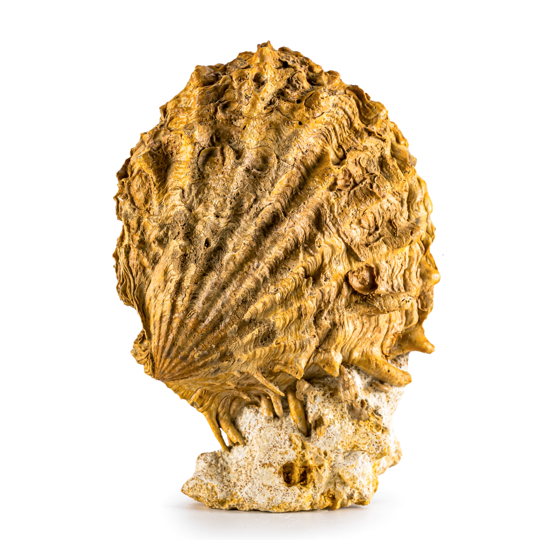 Pecten Fossil