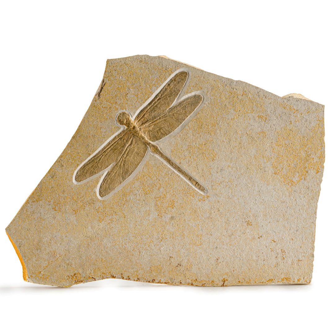 Dragonfly Fossil, Solnhofen Limestone