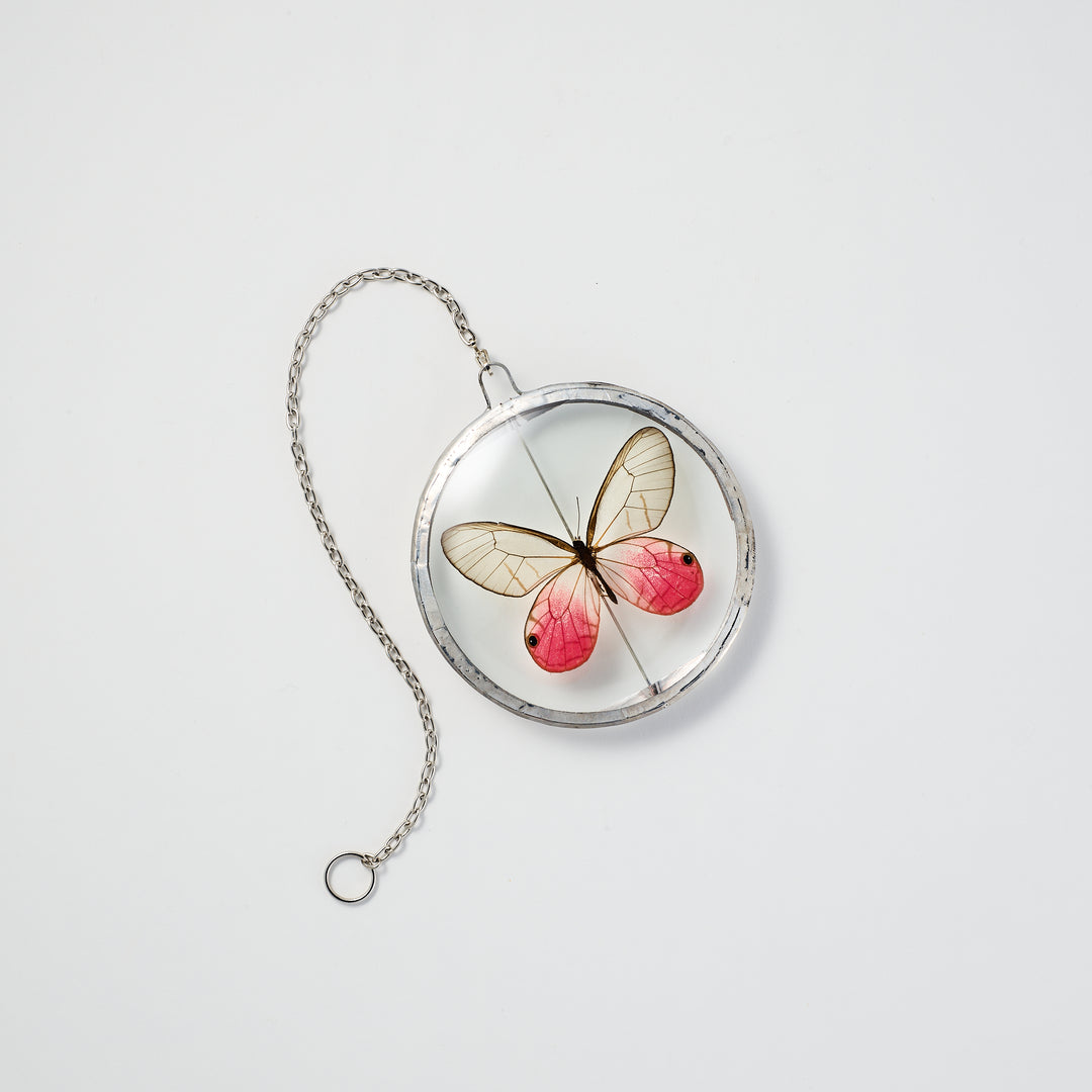 Pink Glasswing Butterfly Petite Wall Pendant