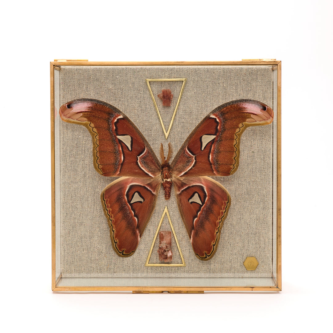 Snakehead Moth with Aragonite Shadowbox