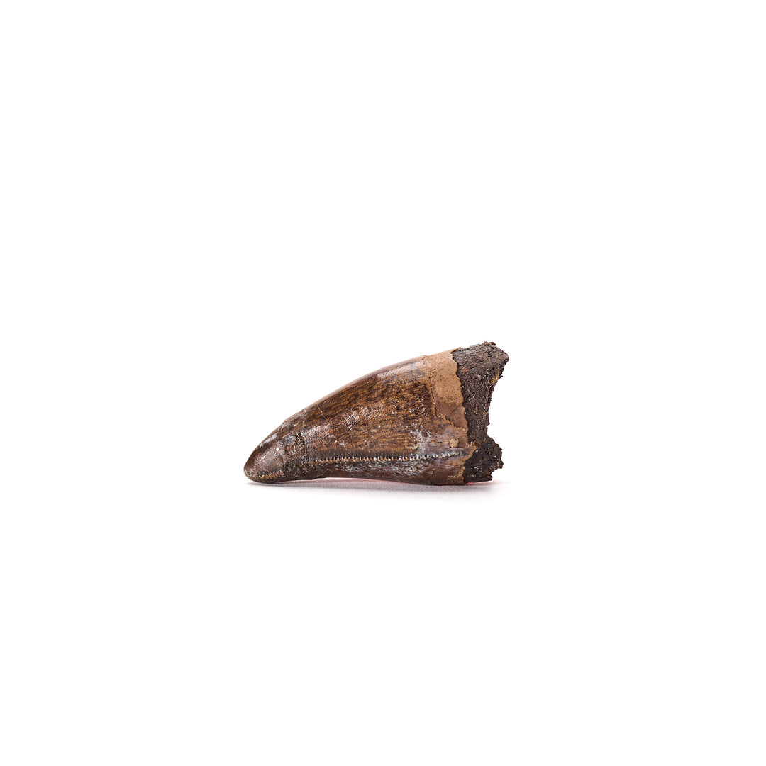 T. rex Premaxillary Tooth Fossil, Lance Creek Formation