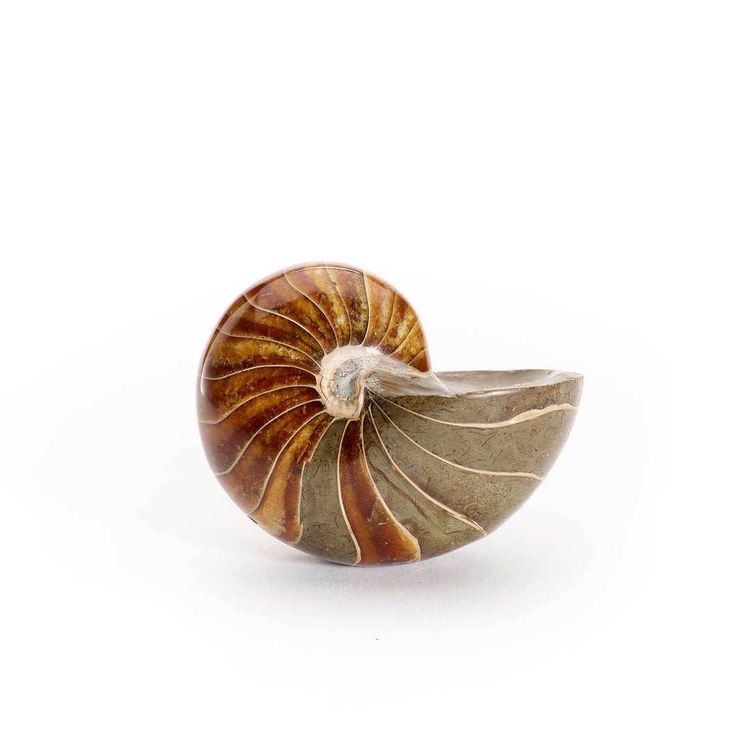 Nautilus Fossil, Cretaceous, Madagascar