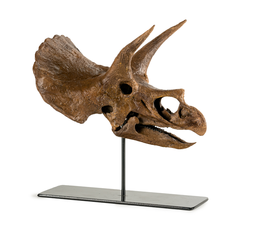Lane Triceratops Skull, 1/7 Scale