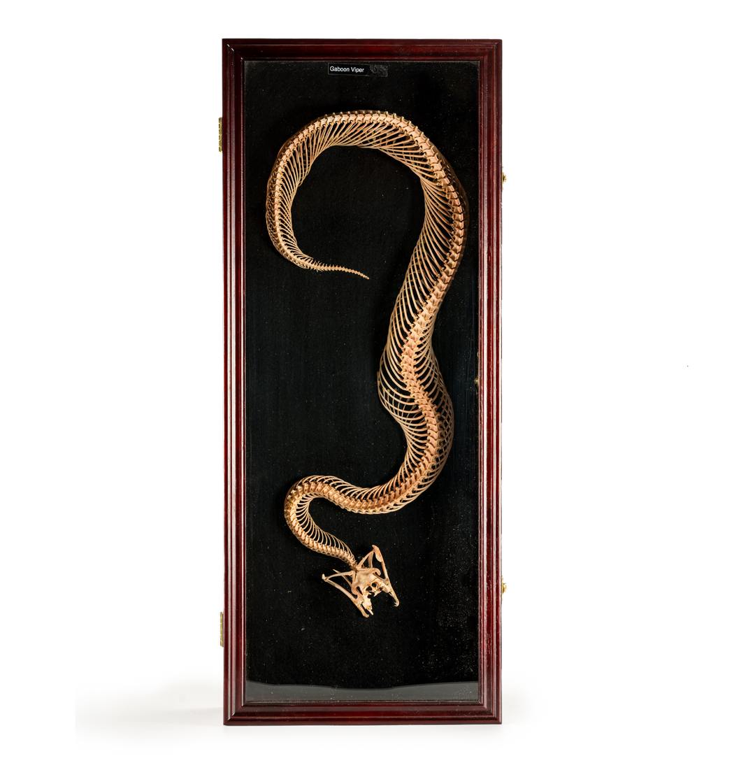 Gaboon Viper Snake Skeleton Shadowbox