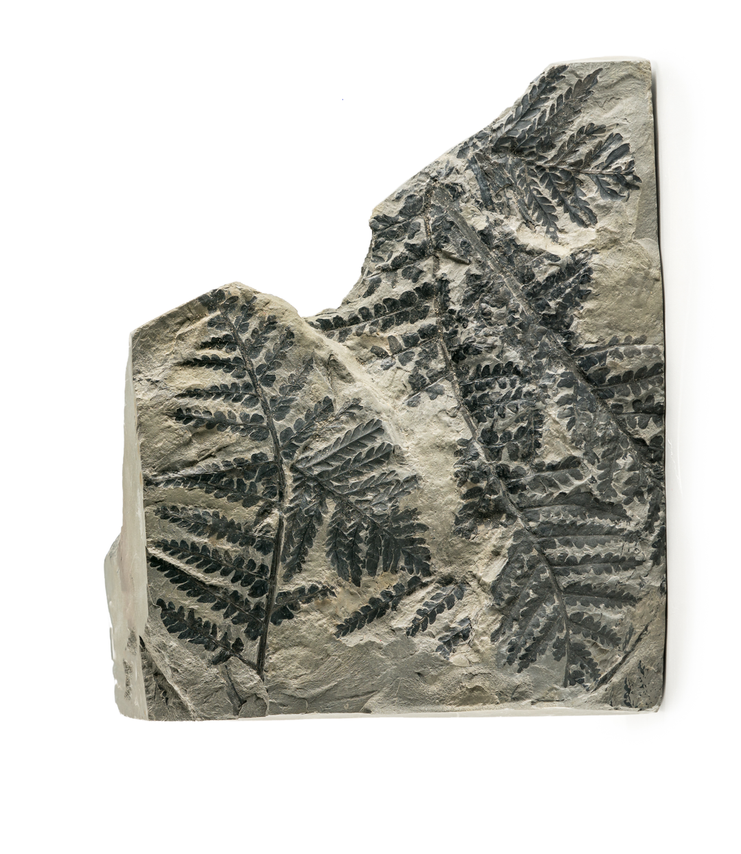 Fossil Fern