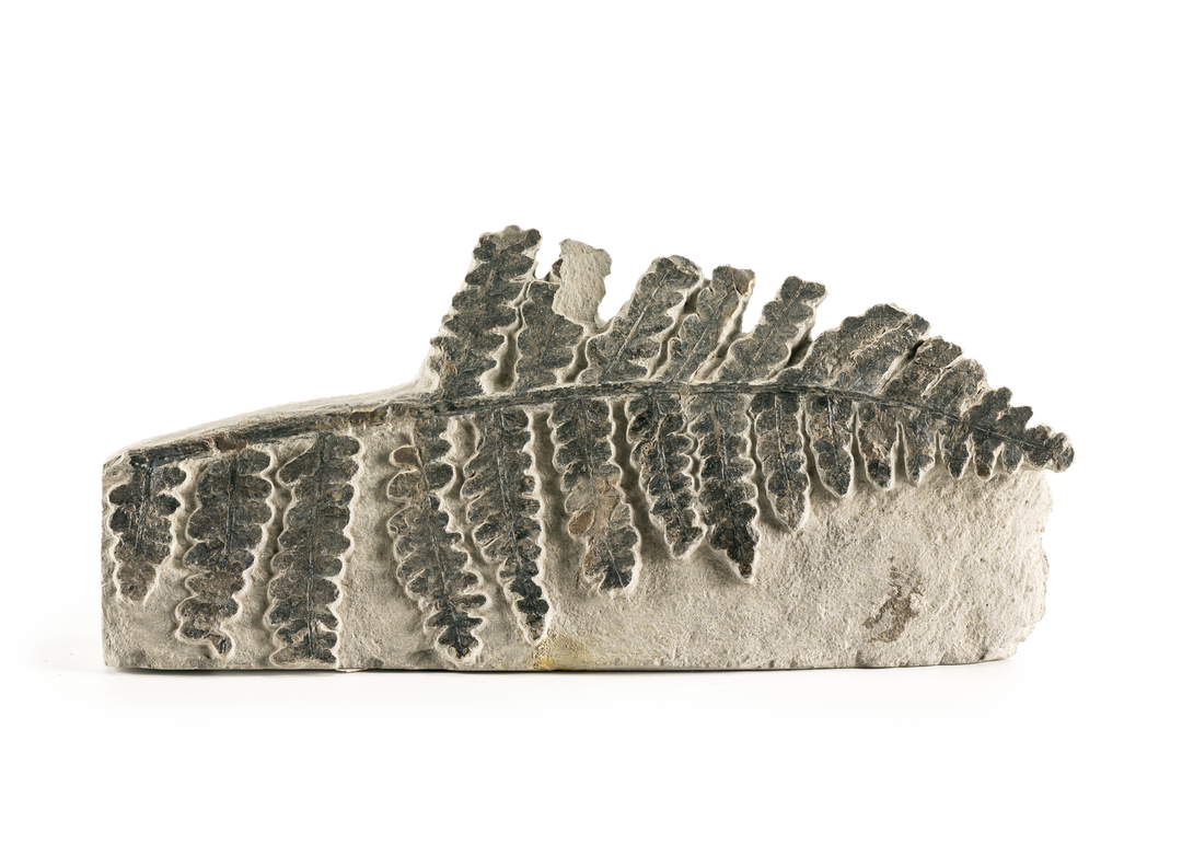 Fossil Fern