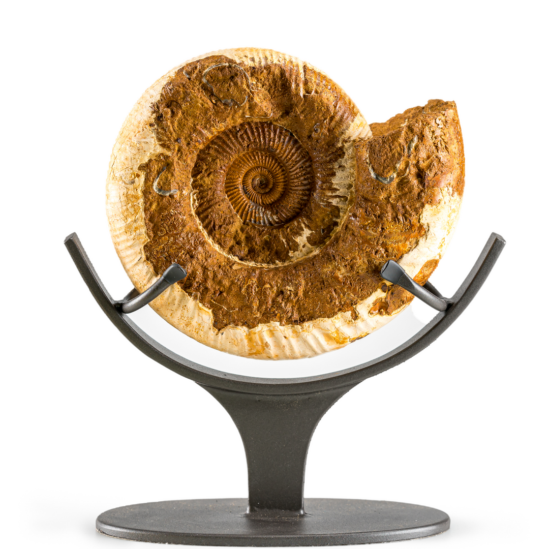 Natural Ammonite Fossil on Stand